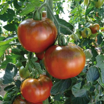 Tomato Chocoprevia F1 GRAFTED plants