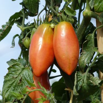 Tomato Cornabel F1 GRAFTED plants