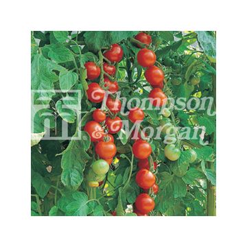 Tomato Gardeners Delight