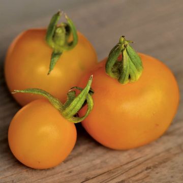 Goldene Königin Organic Tomato - Ferme de Sainte Marthe seeds