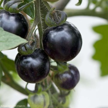 Indigo Rose Tomato