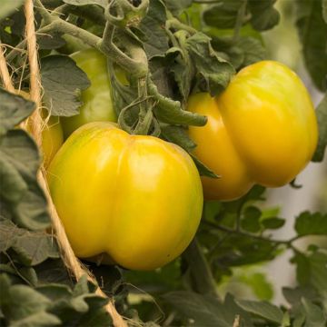 Yellow Stuffer Organic Tomato - Ferme de Sainte Marthe
