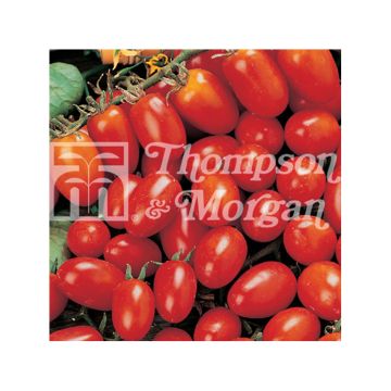 Tomato Prince Borghese