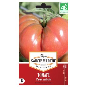 Purple Calabash Organic Tomato - Ferme de Sainte Marthe