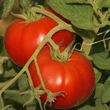Tomato Saint-Pierre Plants