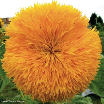 Dwarf Sunflower Teddy Bear Seeds - Helianthus annuus