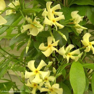 Trachelospermum asiaticum - Asian Jasmine