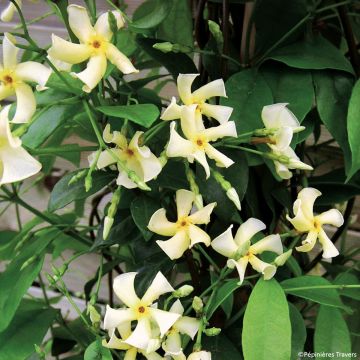 Trachelospermum asiaticum Chili and Vanilla - Asian Jasmine