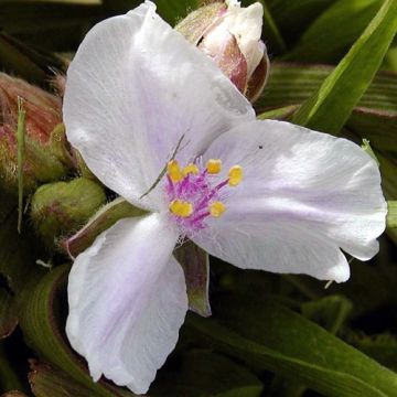 Tradescantia x andersoniana Domaine de Courson