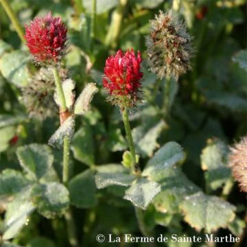 Organic Crimson Clover - Green Manure - Ferme de Sainte Marthe seeds