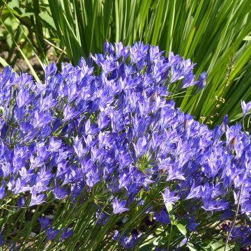 Triteleia laxa