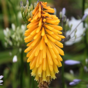 Kniphofia Mango Popsicle - Red Hot Poker