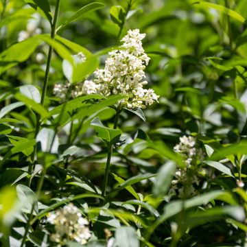 Common Privet - Ligustrum vulgare