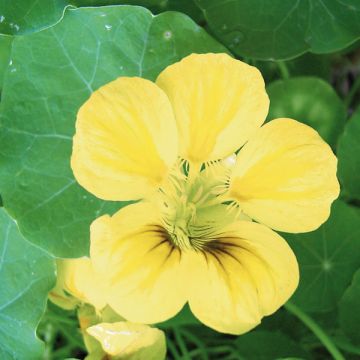 Tropaeolum ciliatum - Yellow Flame Flower