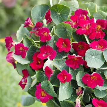 Tropaeolum Baby Rose - Nasturtium