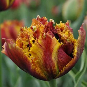 Tulipa crispa Bastia - Fringed Tulip