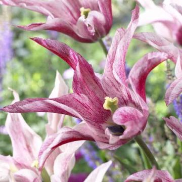 Tulipa 'Magic Wings'