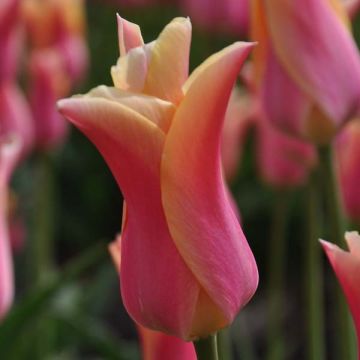 Tulipa Marianne