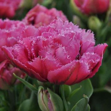 Tulipa crispa Match Point