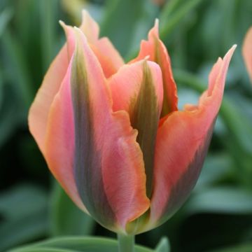 Tulipa viridiflora Artist