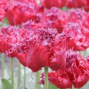 Tulipa crispa Barbados - Fringed Tulip