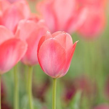 Tulipa 'Pink Sound'