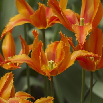 Tulipa crispa 'Alexandra'