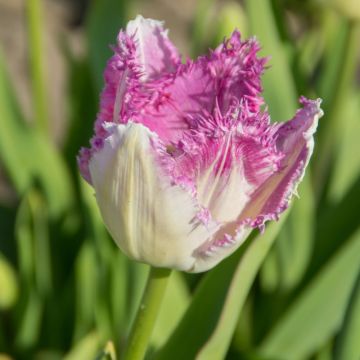 Tulipa crispa 'Eyelash'