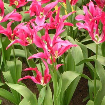 Tulipa viridiflora Dolls Minuet