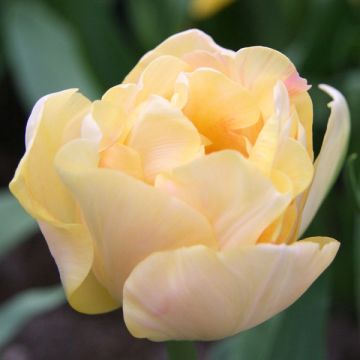 Tulipa Charming Lady - Double Late Tulip