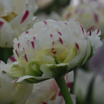 Tulipa 'Danceline'