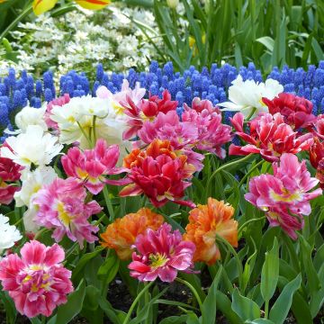 Tulipa Mix Doubles