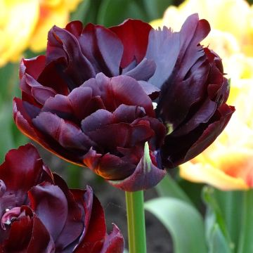 Tulipa Palmyra- Double Early Tulip