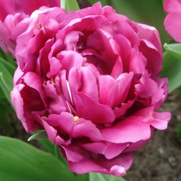 Tulipa Royal Acres- Double Early Tulip