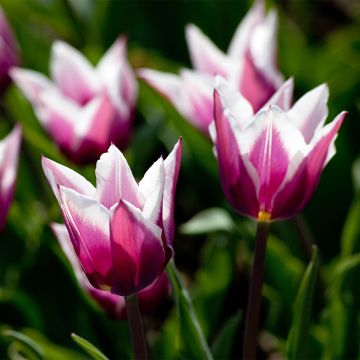 Tulipa Claudia - Lily flowering Tulip