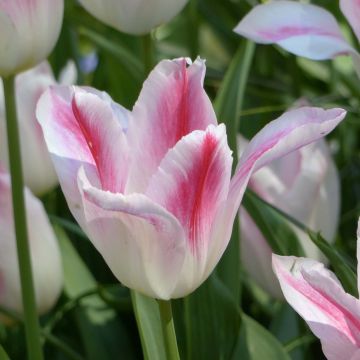 Tulipa Holland Chic - Lily-flowered Tulip