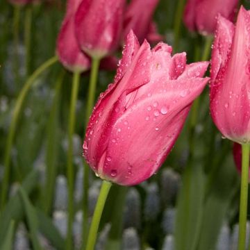 Tulipa Maytime - Lily flowering Tulip