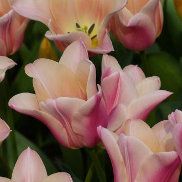 Tulipa Sanne - Lily flowering Tulip