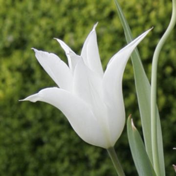 Tulipa Sapporo - Lily flowering Tulip