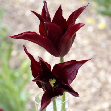 Tulipa 'Sarah Raven'