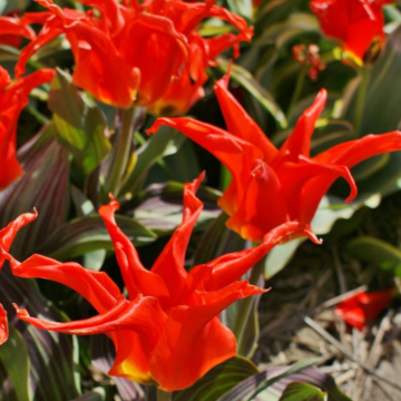 Tulipa fosteriana 'Rigas Barikades'