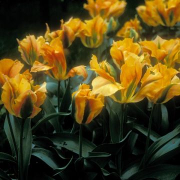 Tulipa viridiflora Golden Artist