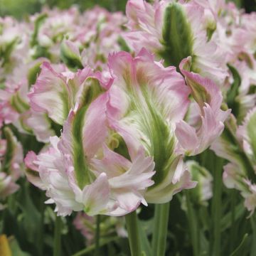 Tulipa 'Green Wave'