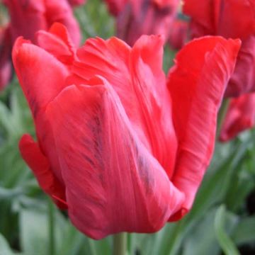 Tulipa 'Bastogne Parrot'