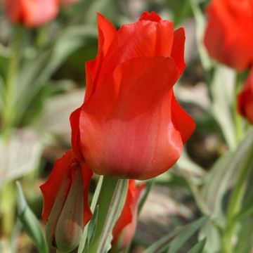 Tulipa Red Riding Hood