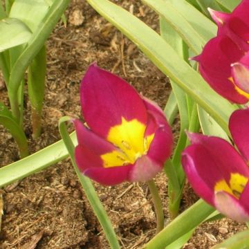 Tulipa humilis var. pulchella 'Persian Pearl'