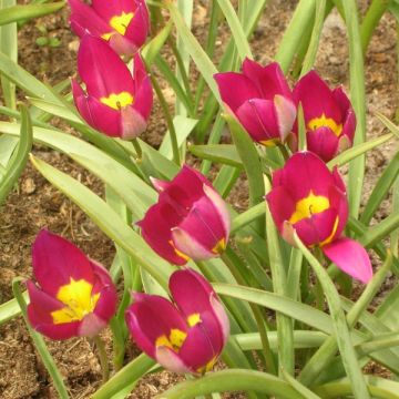 Tulipa humilis var. pulchella 'Persian Pearl'
