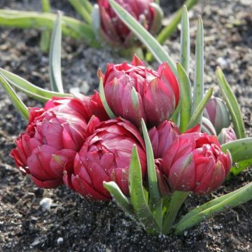 Tulipa humilis 'Tête-à-tête'