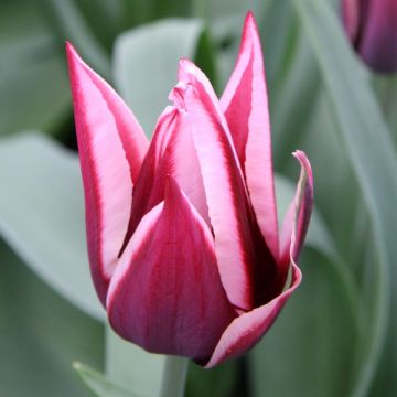 Tulipa Triumph Rajka - Triumph Tulip