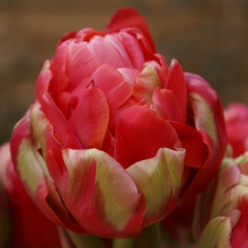 Tulipa Renown Unique - Double Late Tulip